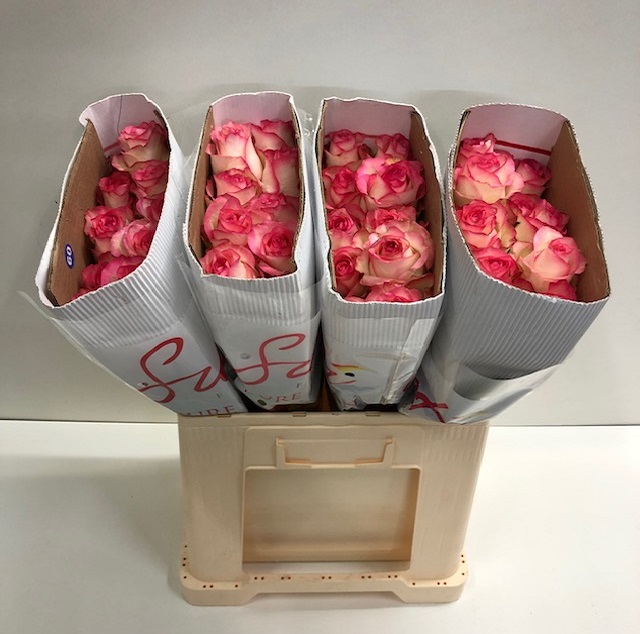 Rosa gr jumilia SB.jpg